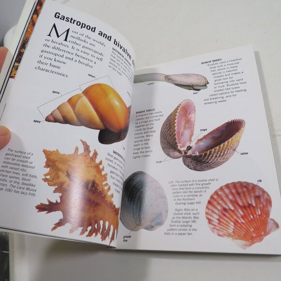 Sea Shells First Field Guide National Audubon Society 2000 LIKE NEW - Picture 12 of 15